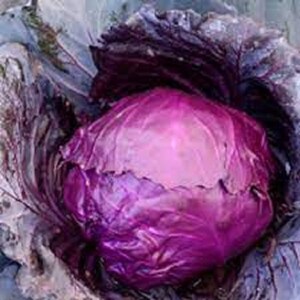 Peut inclure: Un chou rouge en gros plan avec des nuances violettes, montrant les couches du légume. Le chou est niché dans ses feuilles externes, créant une présentation naturelle et biologique.