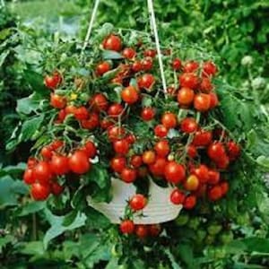 May include: A hanging basket overflowing with ripe red cherry tomatoes. The tomatoes are clustered together on the vine, creating a vibrant and colourful display.