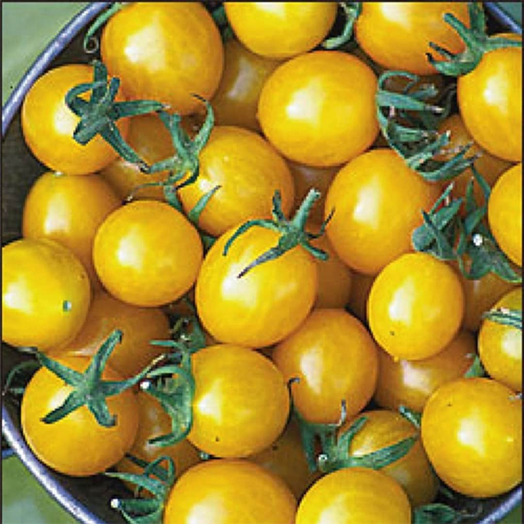 Dwarf Golden Nugget Tomato Seeds Heirloom COMBINED Etsy Canada