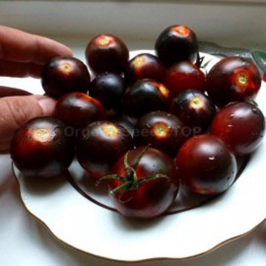 Dancing With Smurfs 20 Tomato Seeds Heirloom COMBINED Shippingfast Flat ...