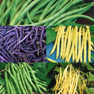 May include: A collection of four different types of green beans. The beans are arranged in four squares. The top square shows green beans with a light green colour. The second square shows purple beans. The third square shows green beans with a darker green colour. The fourth square shows yellow beans.