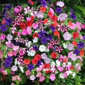 Flower Seeds 500+ Petunia Dwarf Mixed Blend Seeds - Gorgeous Mix of ...