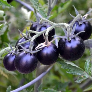 Tomato Seeds **** Rare-Blueberries Cherry ****Heirloom ****