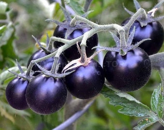 Tomato Seeds **** Rare-Blueberries Cherry ****Heirloom ****