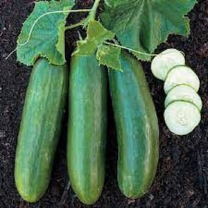 May include: Three green cucumbers with dark green leaves. The cucumbers are long and slender, with a smooth, glossy skin.