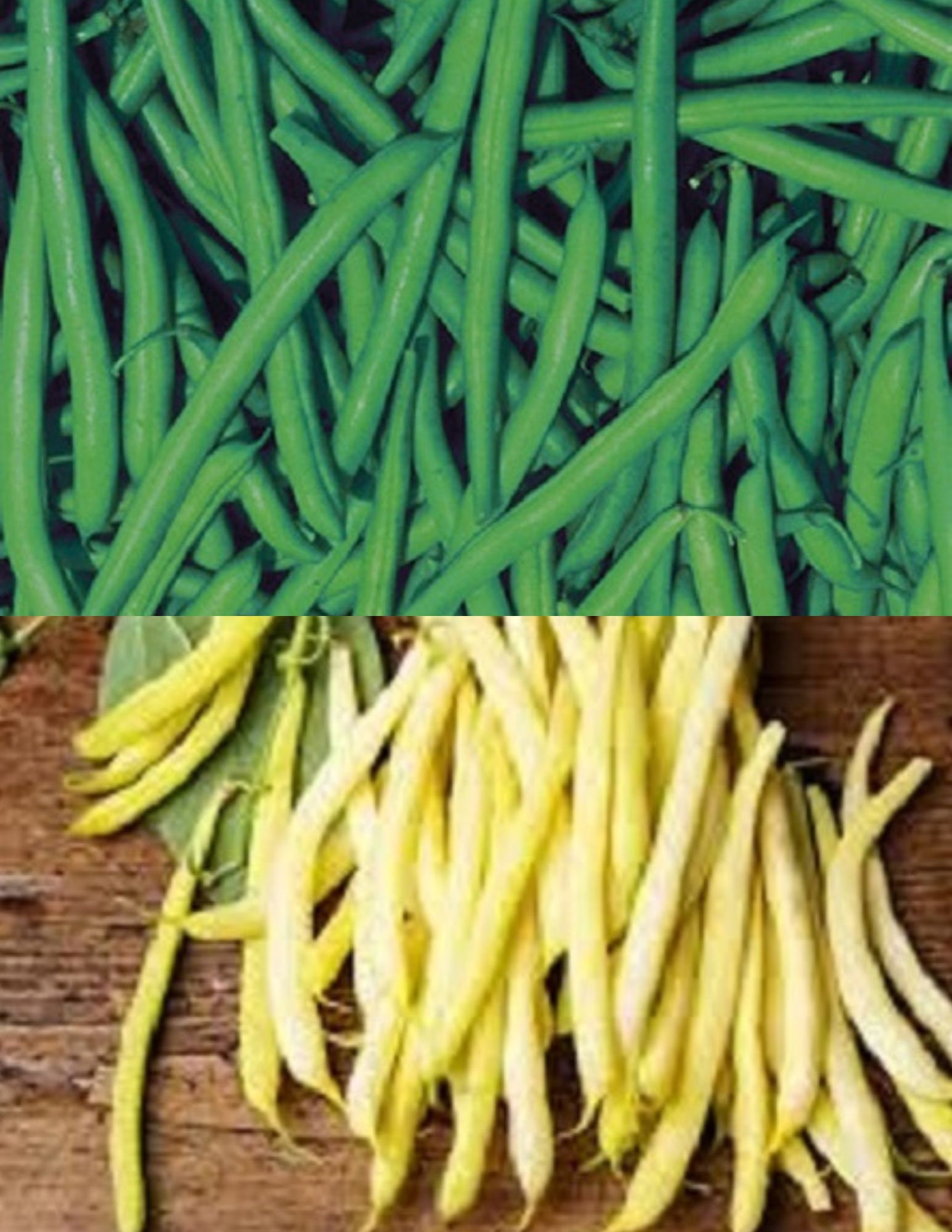 Strike & Gold Rush Bush Bean Combo Heirloom - Etsy Canada