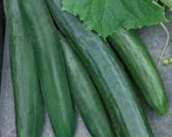 Cucumber Vegetable Seeds 25+ Rare Sweet Success Seedless (Burpless) Cucumber Seeds, Fast Flat Rate Shipping - All Canadian Heirloom Seeds