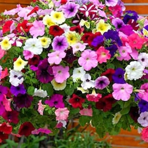 Flower Seeds 500+ Petunia Dwarf Mixed Blend Seeds - Gorgeous Mix of ...