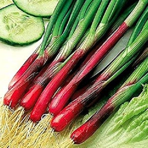 May include: A bunch of red and green spring onions with roots. The spring onions have a deep red colour at the base and are green at the top.