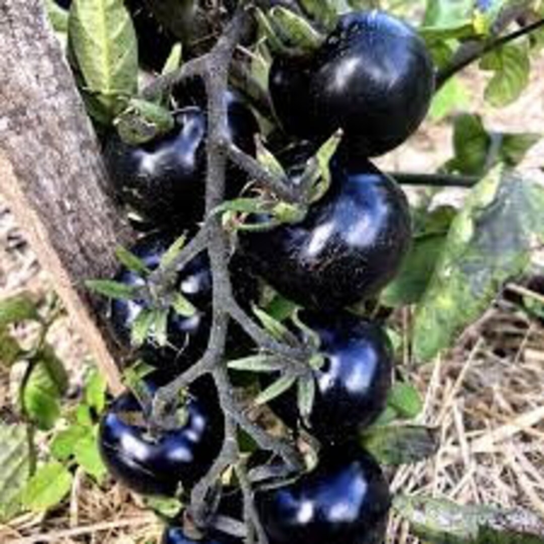 Tomato Seeds 15+ Indigo Rose Cherry Tomato Seeds -heirloom - COMBINED ...