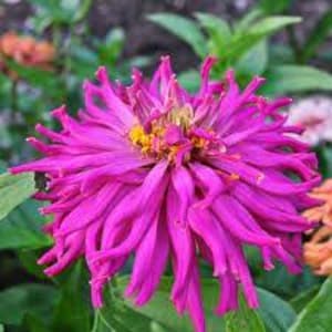 Flower Seeds 50+ Zinnia Giant Cactus Flower- Bring Vibrant Bursts of Colour to Your Garden Can Grow up to 6 inches Wide Extra-Large Flowers.
