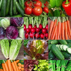Peut inclure: Un collage de produits frais, y compris des tomates rouges, des concombres verts, des radis rouges, de la laitue verte, des poivrons rouges et verts, du chou rouge, des oignons verts et des carottes orange.