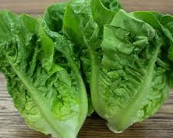 Vegetable Seeds 1000+ Organic - Little Gem Mini Romaine Lettuce Seeds -Heirloom All Canadian Heirloom Seeds