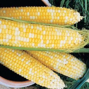 May include: Three ears of yellow and white corn with husks partially removed. The corn is arranged in a pile with the tips of the ears pointing in different directions.
