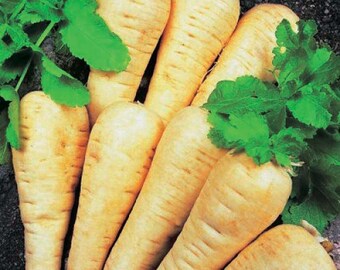 Seeds4planting - Seeds Easter Egg Radish Rainbow Mix 25