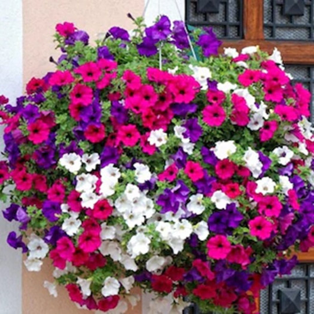 Flower Seeds 500+ Petunia Dwarf Mixed Blend Seeds - Gorgeous Mix of ...