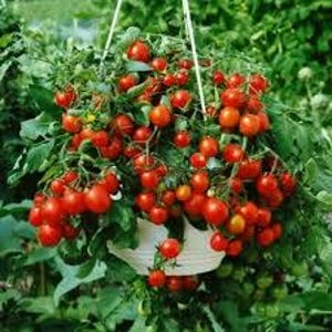 Peut inclure: Un panier suspendu débordant de tomates cerises rouge vif, mûres et prêtes à être récoltées. Les tomates sont regroupées sur la vigne, créant un spectacle vibrant de produits frais.