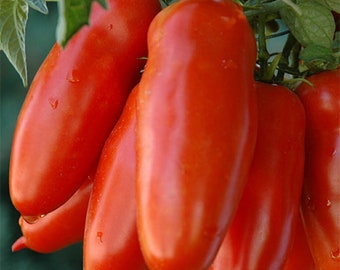 25+ San Marzano Italian Plum Tomato Seeds -Heirloom- COMBINED SHIPPING****Fast Flat Rate Shipping