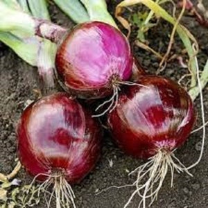 Peut inclure: Trois oignons rouges avec des racines, posés sur un lit de terre brune. Les oignons sont gros et ont une peau lisse et brillante.