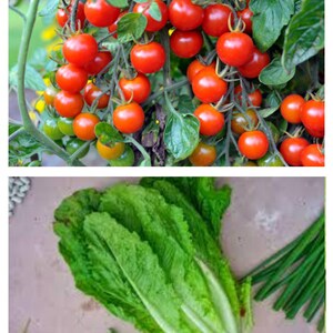 May include: A close-up of a red cherry tomato plant with many ripe tomatoes. The plant is growing in a garden setting.  A separate image shows a head of romaine lettuce.