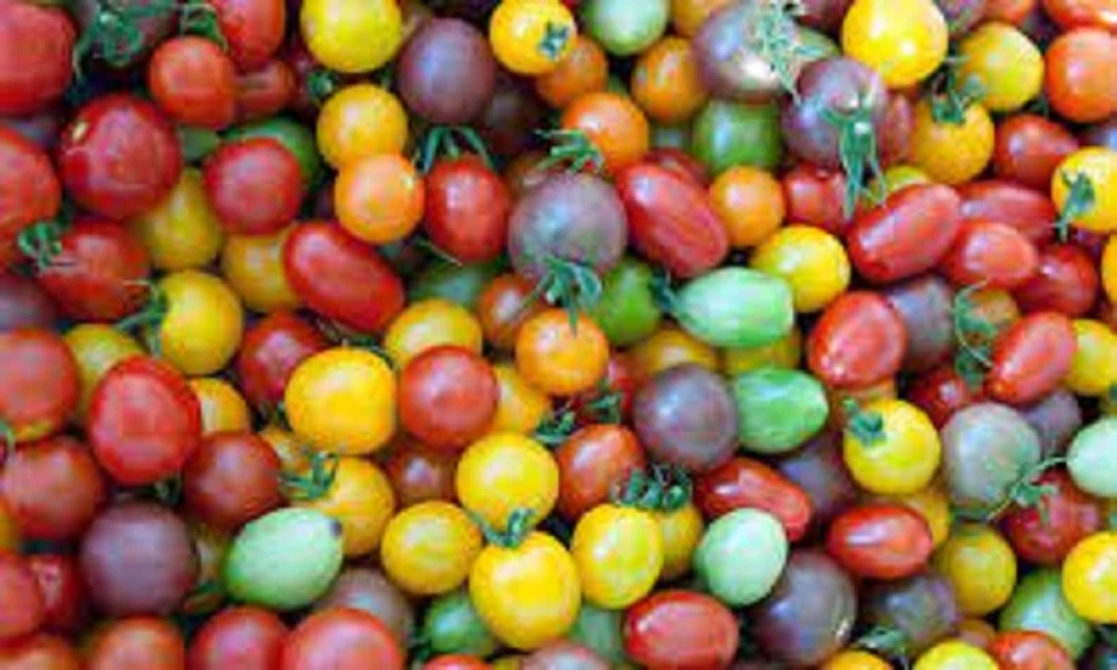 Rainbow Cherry Tomato Seed Blend heirloom COMBINED Shippingfast Flat