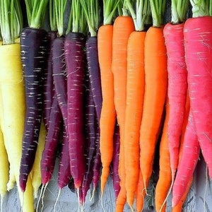 Vegetable Seeds 250+ Rainbow Blend Carrot Seeds - Non-Hybrid - Non-GMO - Perfect For Saving Year After Year- All Canadian Heirloom Seeds