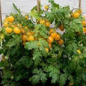 May include: A tomato plant bearing clusters of yellow cherry tomatoes. The plant has green foliage and is supported by wooden stakes. The tomatoes are a vibrant yellow, and the plant is in a black container.