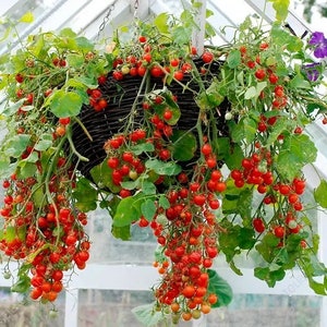 Peut inclure: Un panier suspendu rempli de tomates cerises rouges poussant dans une serre. Les tomates sont mûres et prêtes à être cueillies.
