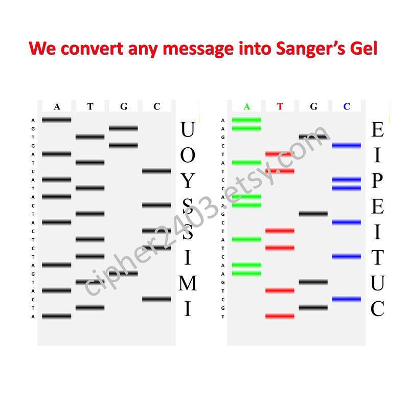 Customized Sanger Sequencing Gel image 1