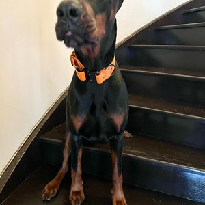 May include: A black and brown Doberman Pinscher dog wearing an orange leather collar sits on a set of dark wooden stairs.
