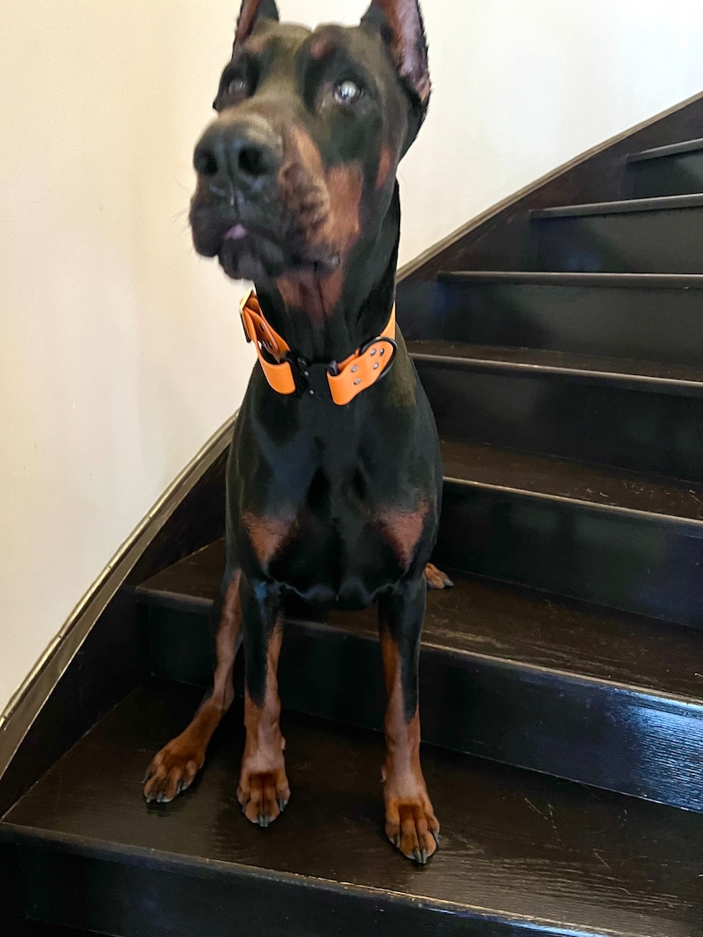 May include: A black and brown Doberman Pinscher dog wearing an orange leather collar sits on a set of dark wooden stairs.