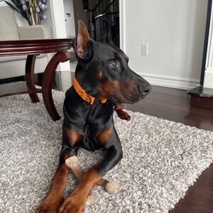 May include: A black Doberman Pinscher dog with a brown leather collar and an orange buckle is lying on a gray shag rug. The dog is holding a brown antler chew toy in its paws.