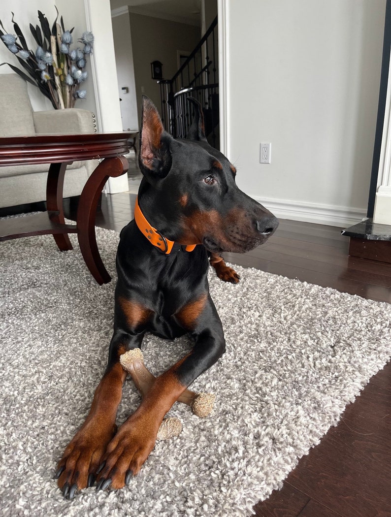 May include: A black Doberman Pinscher dog with a brown leather collar and an orange buckle is lying on a gray shag rug. The dog is holding a brown antler chew toy in its paws.
