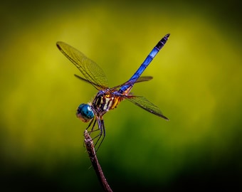 Dragonfly Posing on Twig