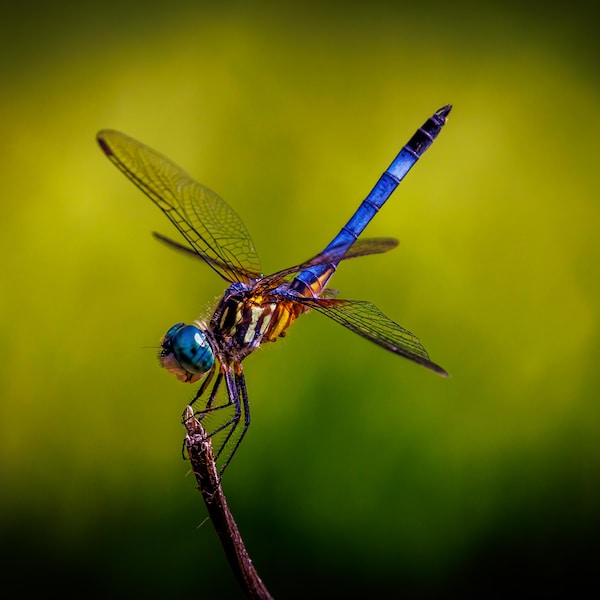 Dragonfly Posing on Twig