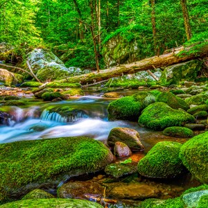 Smoky Mountains Stream Photo: Roaring Fork Nature Trail Print