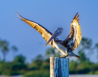 Pelican at Sunrise Biloxi Harbor Mississippi Gulf Coast Morning Light