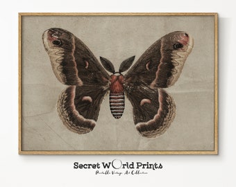 Vintage Moth-tryck | Insektstavla med Dark Academia (digital nedladdning)