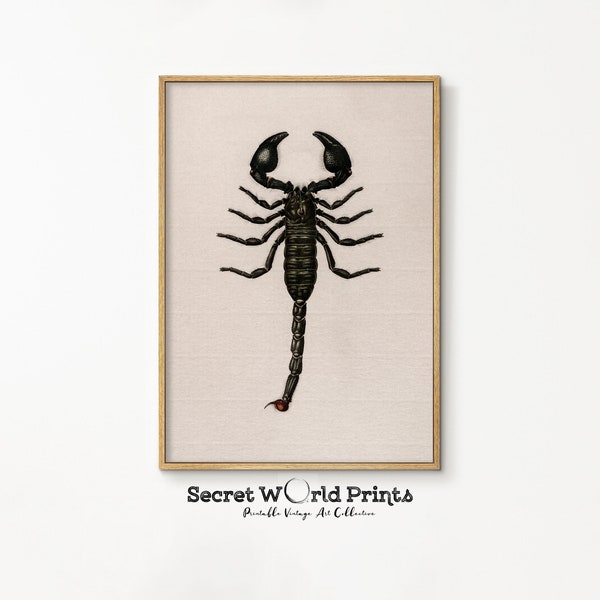 Vintage Scorpion Painting Printable | Halloween Digital Download | Retro Scorpio Wall Decor | Rustic Artwork | Instant Digital Art | DA-4