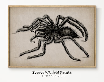 Op de afbeelding: Een zwart-witte vintage illustratie van een grote harige spin met acht poten. De spin is realistisch getekend en lijkt over een lichtbruin oppervlak te kruipen.
