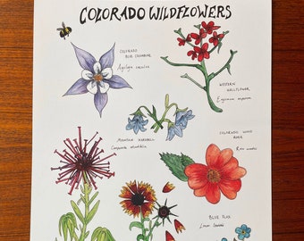 Colorado Wildflower Poster