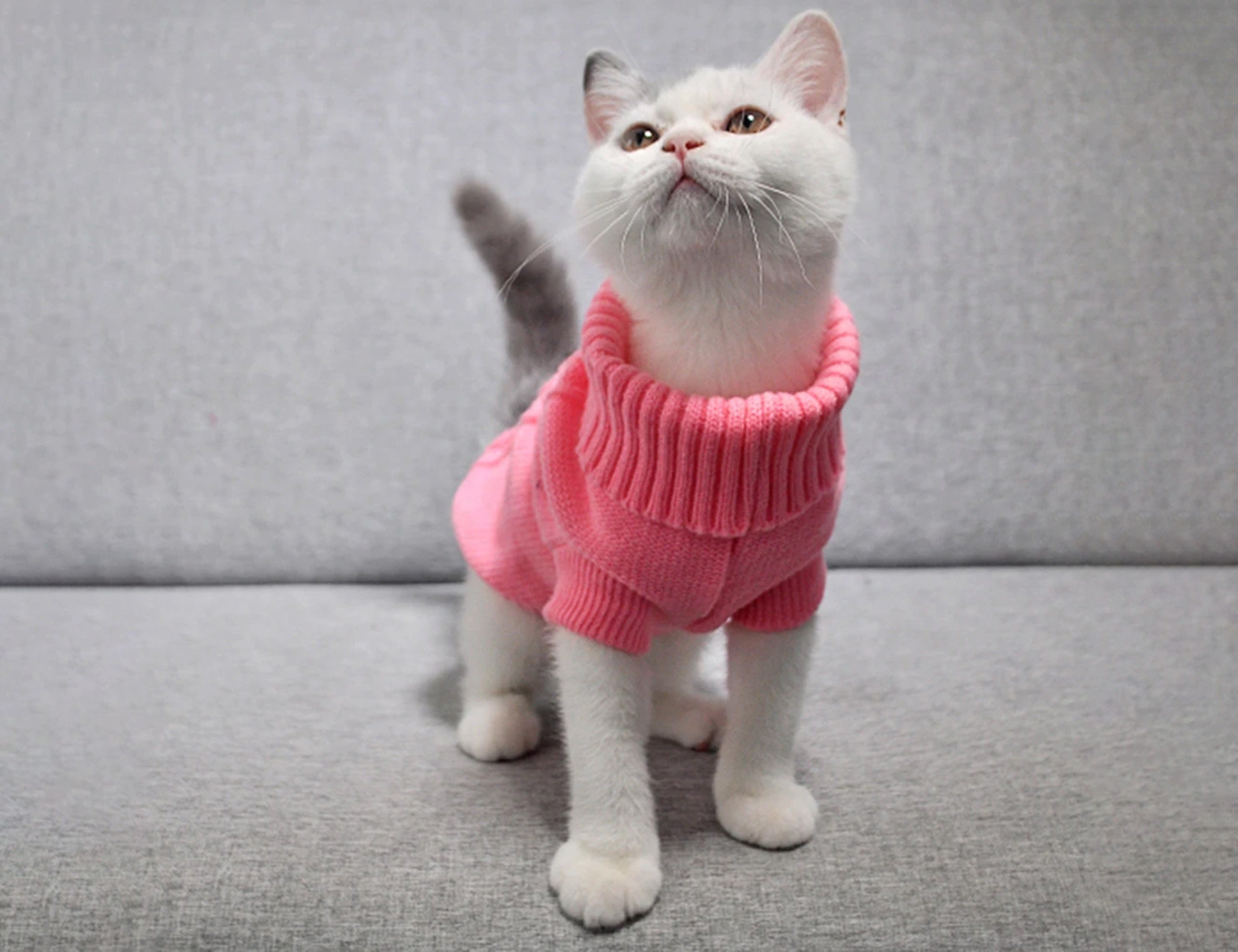 Puffer Jacket for Cats 