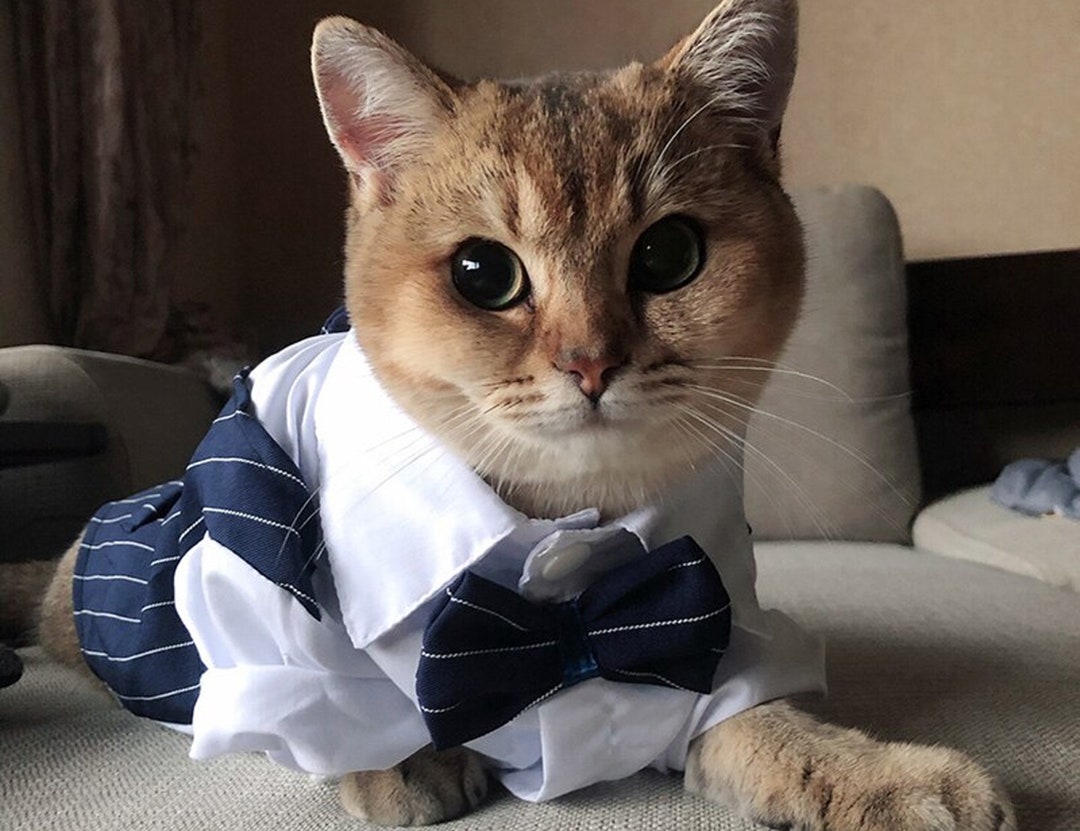 Cat Wedding Suit Cat Tuxedo Cat Black Suit Pet Wedding Etsy