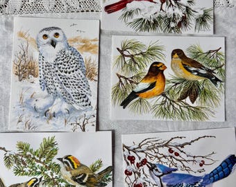 John F Cornacchio Note Cards – Cardinal, Owl, Grosbeak, Kinglet, Blue Jay (5 Cards & Envelopes)