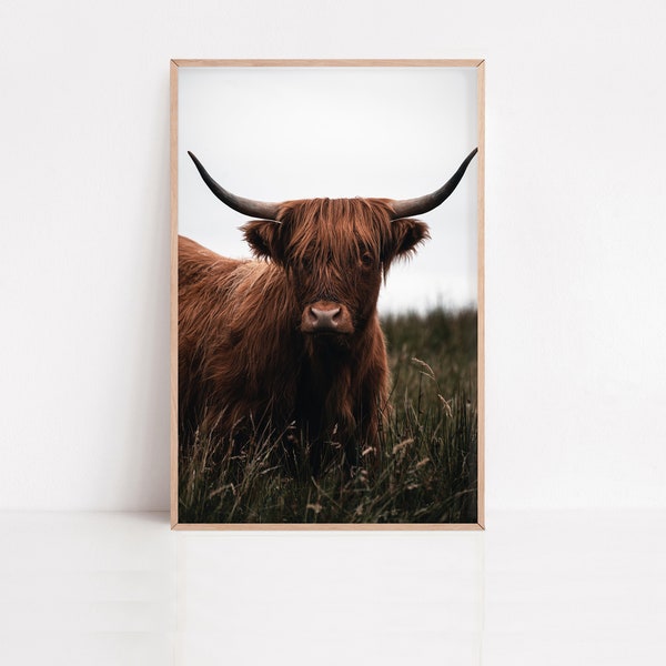Impression vache des Highlands | Tirage photo Ecosse, Vache écossaise art mural, magnifique portrait d'une vache des hihglands en Ecosse