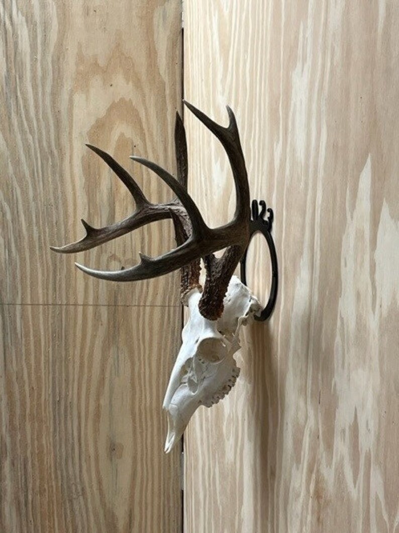 European Deer Hanger 6 inch image 2