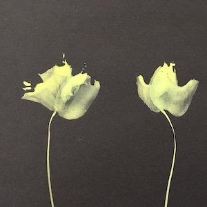 Acquerello Pittura Fiori Papavero Tulipano Regali