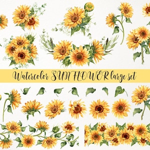 Könnte beinhalten: Aquarellillustrationen von Sonnenblumen in verschiedenen Anordnungen, darunter Sträuße, einzelne Blüten und Blätterzweige. Der Text "Watercolor SUNFLOWER large set" wird auf einem gelben Banner angezeigt. Die Sonnenblumen sind gelb und braun.