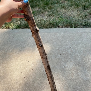 May include: A long, brown, weathered stick with knots and bark. The stick is held in a hand with light blue nail polish.