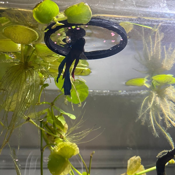 Aquarium Floating Ring - Etsy